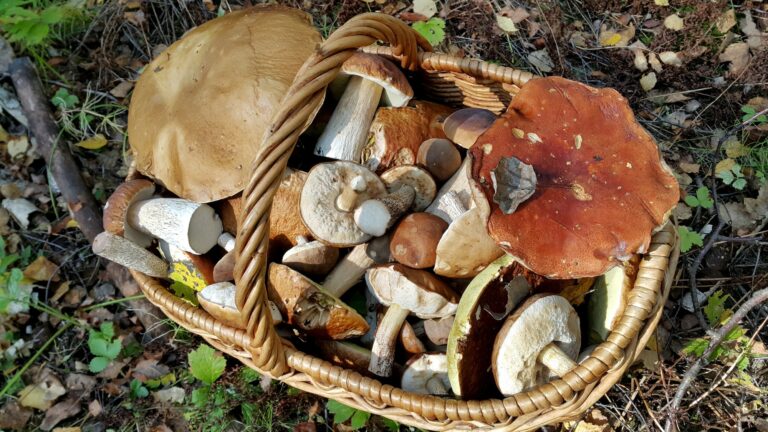 Basket with edible mushrooms