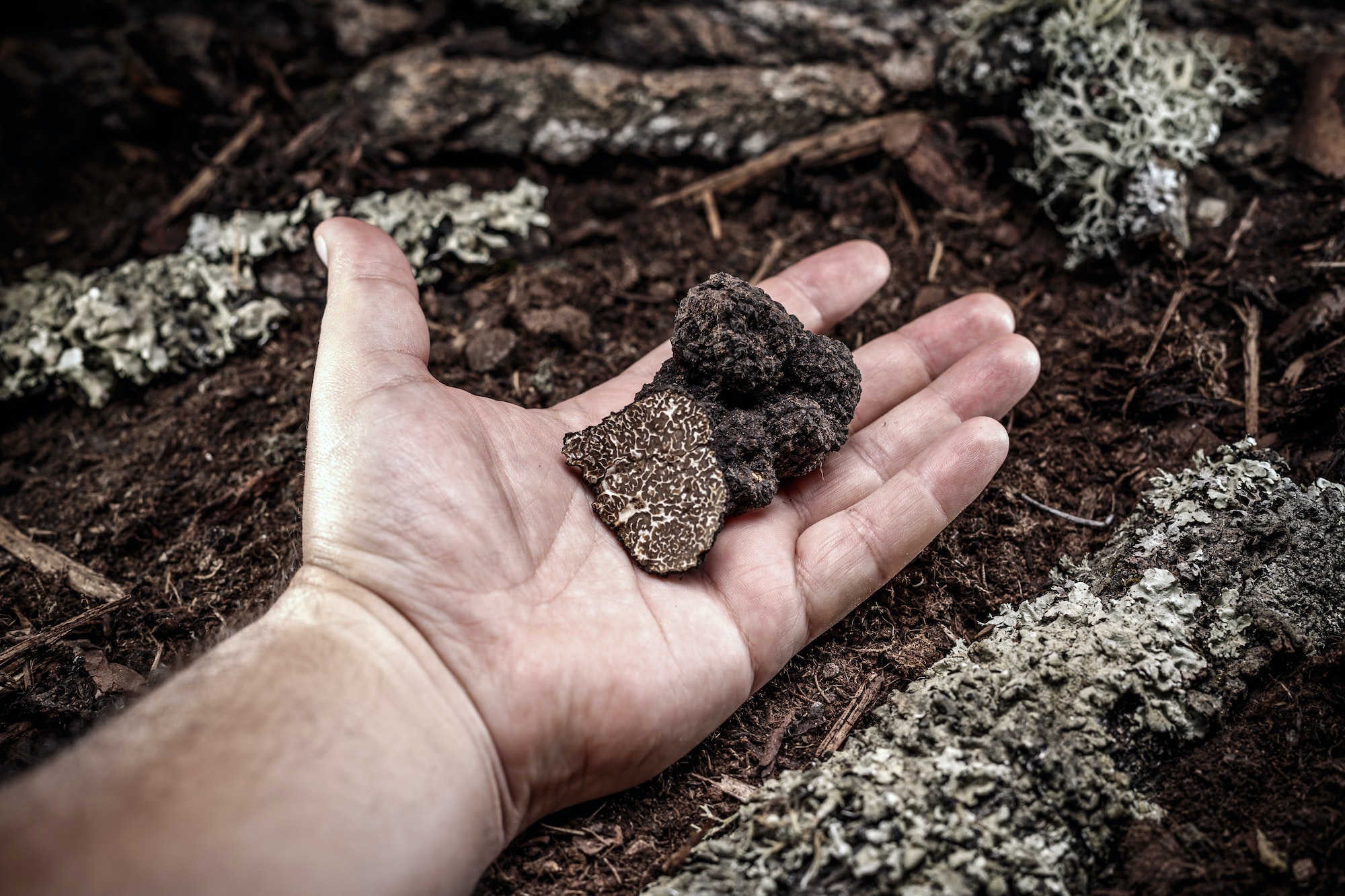 Black truffle