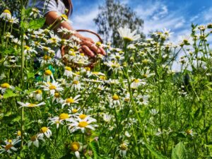 Collecting chamomile in a basket