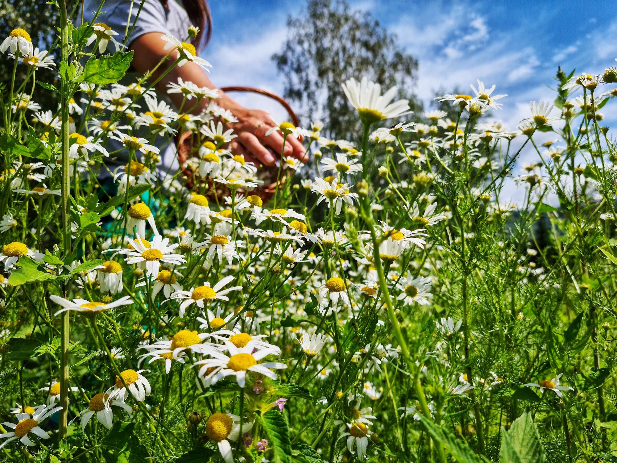 Collecting chamomile in a basket